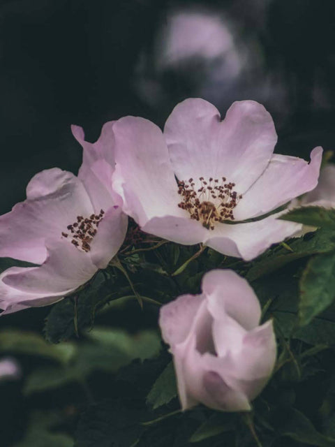 The Amazing Benefits Of Rose Water On Your Skin